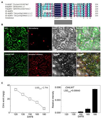 The Interaction Between CitMYB52 and CitbHLH2 Negatively Regulates Citrate Accumulation by Activating CitALMT in Citrus Fruit